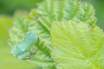 Tree frog on a green leaf