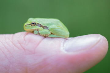 A small green frog on a thumb