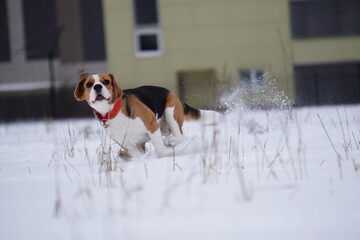beagle dog in snow