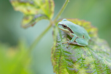 Tree frog on a green leaf