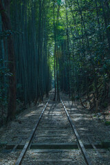 Obraz premium 旧国鉄倉吉線廃線跡の竹林の風景 鳥取県 旧国鉄倉吉線廃線跡