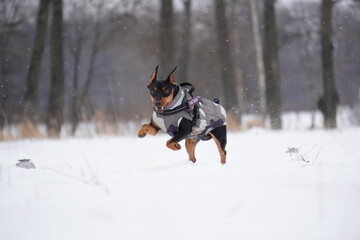 Fototapeta na wymiar miniature pinscher dog in snow run