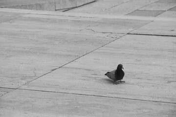 Minimalist photography. Pigeon standing on the floor.