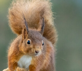 portrait of Scottish red squirrel