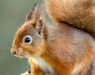 portrait of Scottish red squirrel
