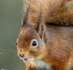 Obraz premium portrait of Scottish red squirrel
