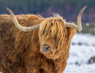 scottish highland cow in winter