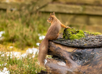 red squirrel on a log looking for a nut