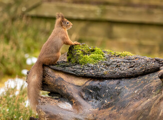 red squirrel on a log looking for a nut