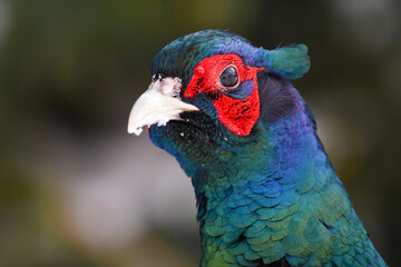 Common pheasant (Phasianus colchicus) male closeup in winter.	
