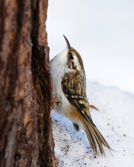 Eurasian treecreeper or common treecreeper (Certhia familiaris) searching for food in the forest in winter.	
