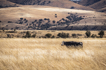 Obraz premium A cow in an arid pasture of high grass with a mountain in the distance in Arizona.