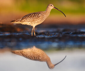 Eurasian curlew (Numenius arquata) in the wetlands with reflection on water in summer.	
