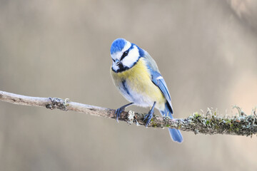 Eurasian blue tit (Cyanistes caeruleus) sitting on a branch in the forest in early spring.