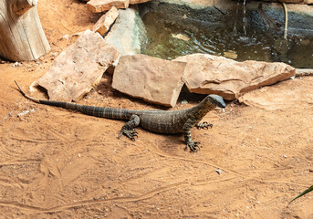 Large  monitor lizard in an aviary in Gan Guru kangaroo park in Kibutz Nir David in the north of Israel