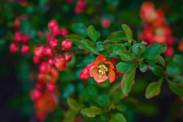 Cydonia blooming with red flowers. Japanese quince with drops of water in flower bud after rain, Chaenomeles japonica flowering. Chinese quince, Chaenomeles speciosa blooming..