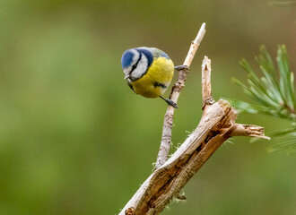 blue tit perched on a branch