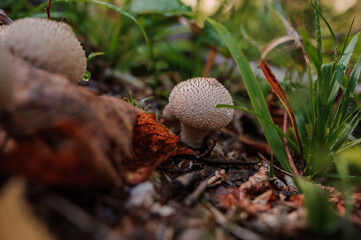 Prickly puffball mushroom grows in the forest. Lycoperdon marginatum