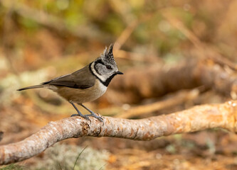 Crested tit in Scottish highland woodland