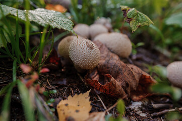Prickly puffball mushroom grows in the forest. Lycoperdon marginatum