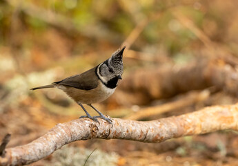 Crested tit in Scottish highland woodland