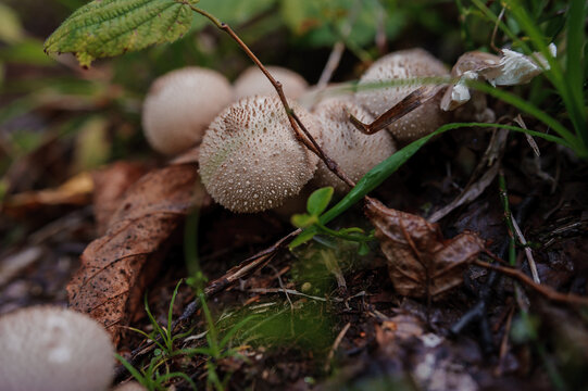 Prickly puffball mushroom grows in the forest. Lycoperdon marginatum