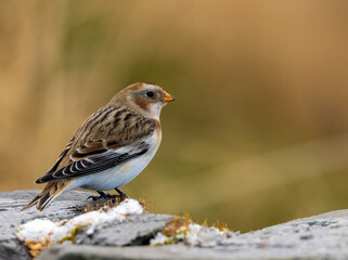 Snowbunting in Scotland