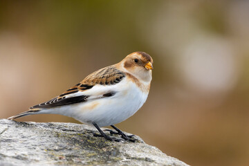 Snowbunting in Scotland