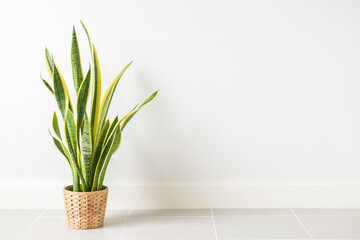 Snake Plant,Sansevieria trifasciata in pot isolated on white wall. houseplant decor in living room. - Powered by Adobe