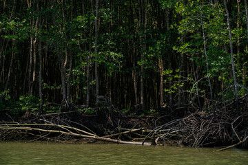 Green tropical mangrove forest with river sea bay