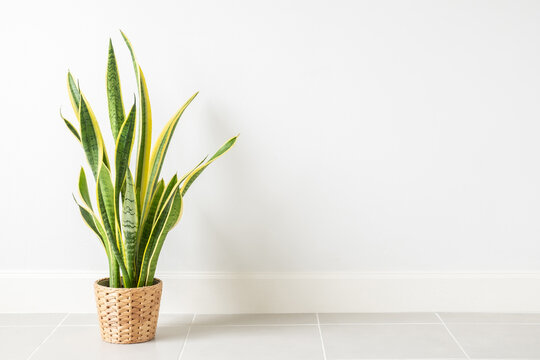 Snake Plant,Sansevieria trifasciata in pot isolated on white wall. houseplant decor in living room.