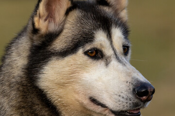 siberian husky dog portrait