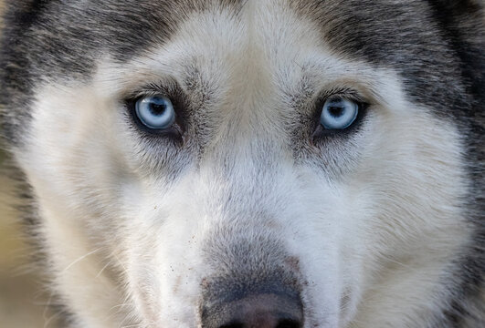 portrait of a husky with blue eyes