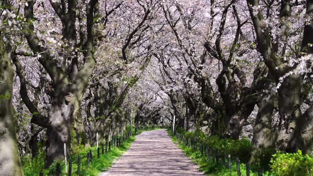 満開の桜並木の遊歩道の風景