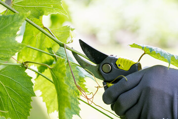 Worker with gardener scissors is pruning vine tree, person is shortening  branches, gardener is...