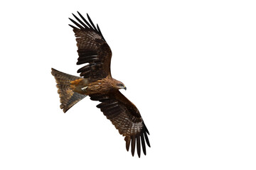 Birds of prey Black kite (Milvus migrans) flying on transparent background png file