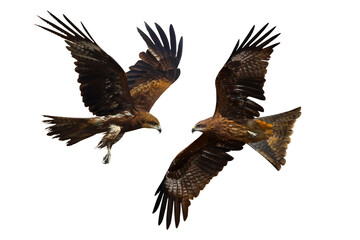 Birds of prey Black kite (Milvus migrans) flying on transparent background png file
