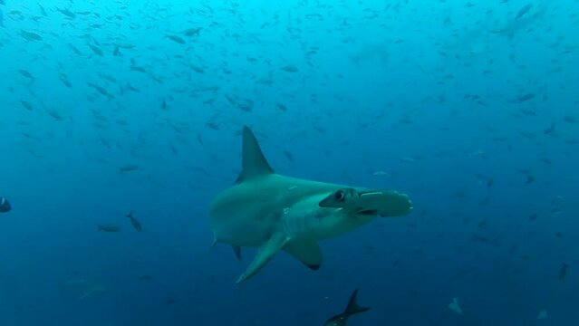 A Rich Coral Reef life. Large school of fish and Hammerhead sharks. Galapagos islands.