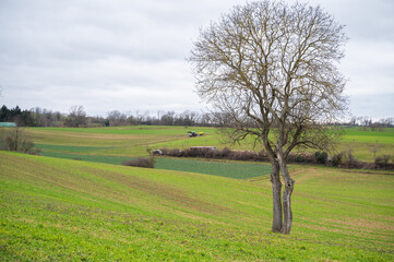 Agricultural field with tree and a tractor with trailer in the distance during cloudy day