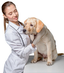 Obraz na płótnie Canvas young veterinarian examining a labrador retriever