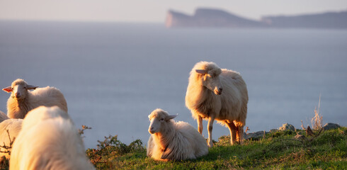 Herd of Sheep on the green grass by the Sea Coast. Sardinia, Italy. Cloudy Sunset Sky © edb3_16
