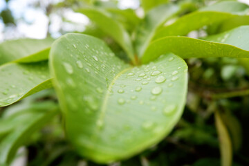dew on the leaves of Alstonia scholaris. close up