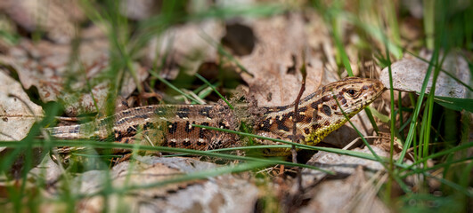 The sand lizard (Lacerta agilis) among dry leaves and spring green grass