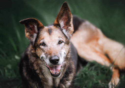 Portrait of mongrel brown dog. Adult dog lies on grass, sad look. Spring. National Matt Day