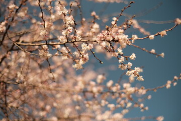 Spring has come un paris