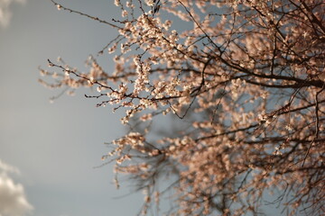 Spring has come in paris