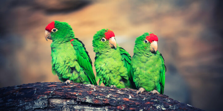 The Cordilleran parakeet Psittacara frontatus portrait in the afternoon light.