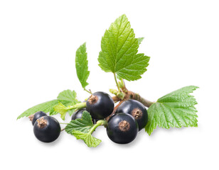 Johannisbeerzweig auf weissem Fond als Freisteller