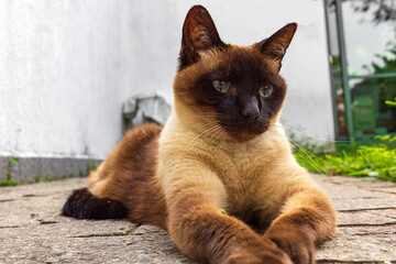 Gata Nina IMG_0233