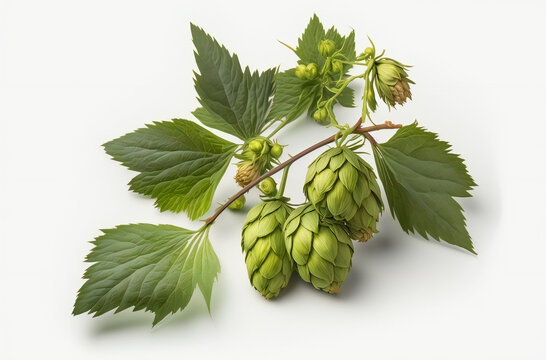 branch of hop,ai generated